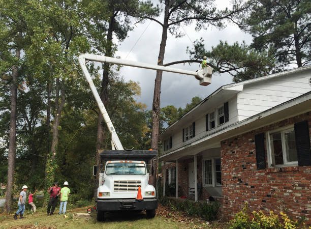 Best Arborist Consultation Services  in Meadow Vale, KY