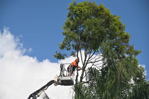 Best Tree Risk Assessment  in Meadow Vale, KY